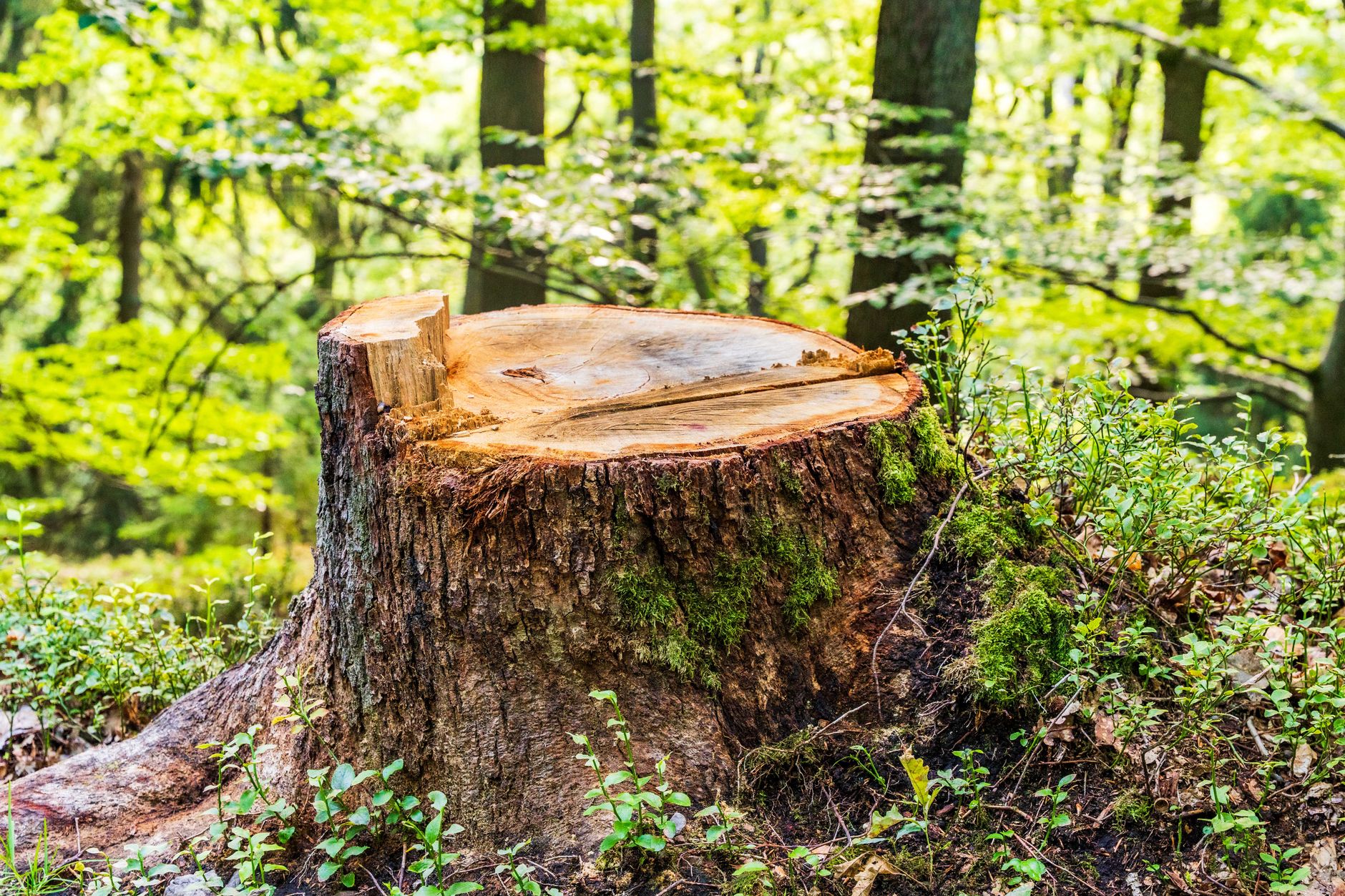 Stump Grinding – Poteet